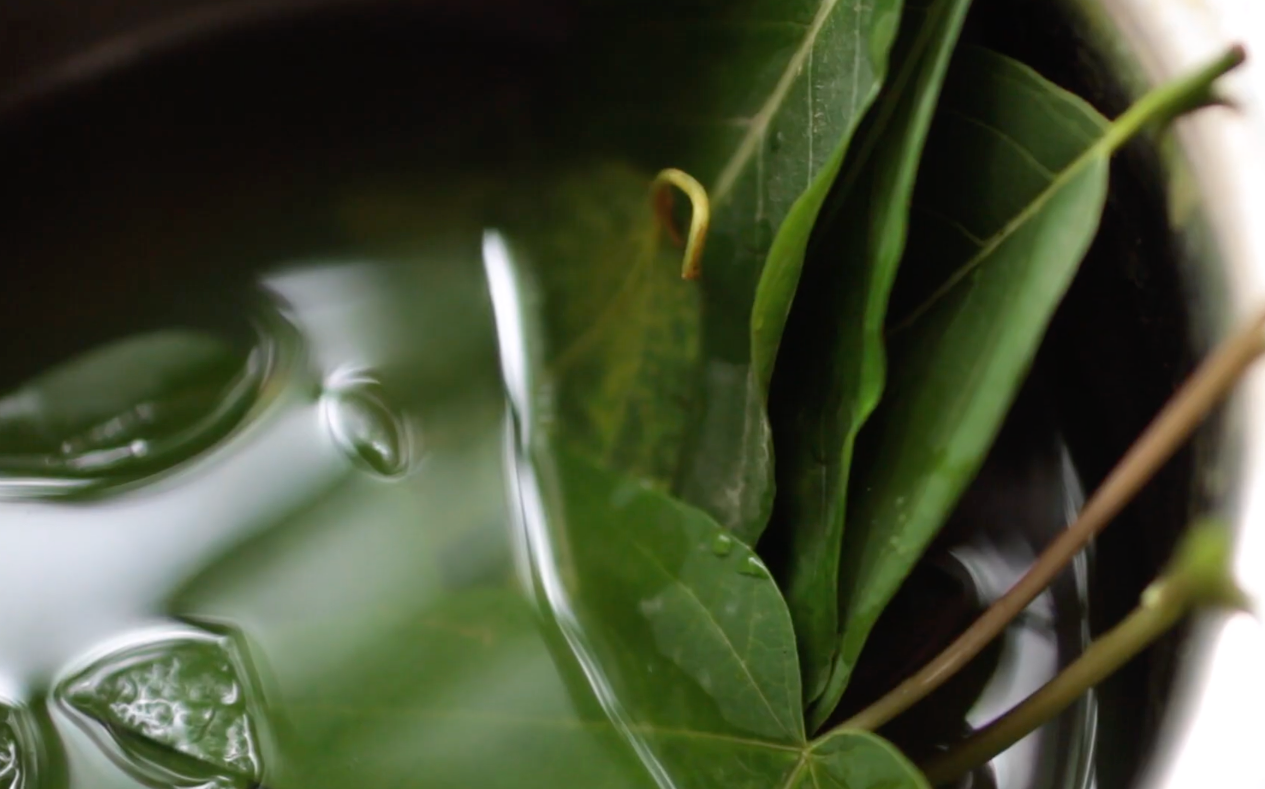 Printing with Leaves