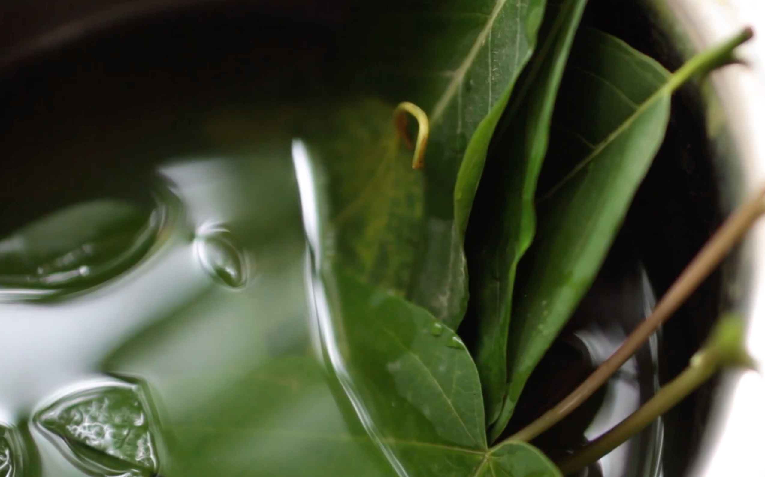 LEAF PRINTING