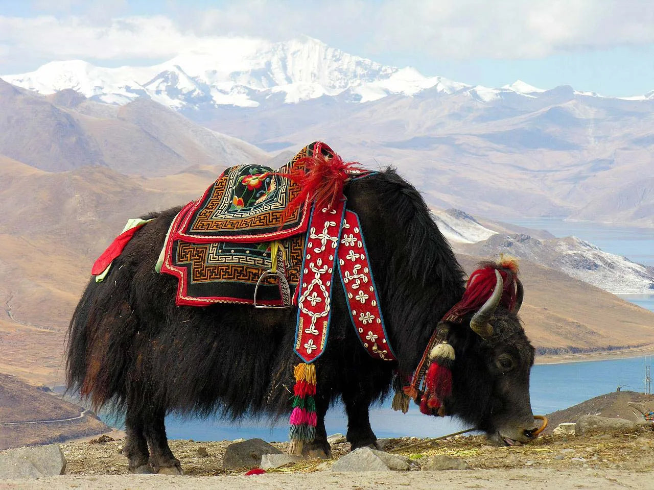 Yak Wool Origins